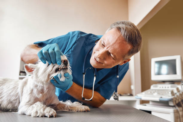  Key Center, WA Emergency Dentist Pros